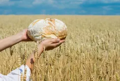 Українські аграрії потребують підтримки, щоб надалі забезпечувати продовольчу безпеку світу, – Тарас Висоцький