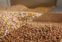 USDA оновив прогноз виробництва пшениці та кукурудзи в Україні