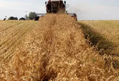 Єврокомісія знизила прогноз урожаю пшениці, але ціни падають