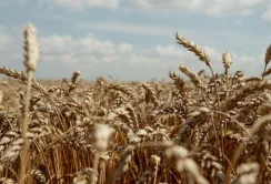 Завдяки урожаю в Україні ФАО підвищила прогноз виробництва пшениці