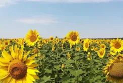 Аналітики знову знизили прогноз врожайності кукурудзи та соняшнику в ЄС