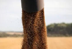 УЗА оновила прогноз врожаю-2023