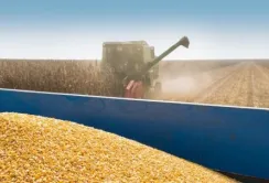 В Мінагрополітики оновили прогноз врожаю 2023 року