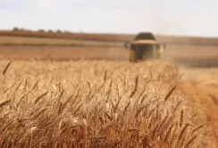 Для власних потреб Кіровоградщині достатньо 20% вирощеного врожаю