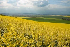 Єврокомісія знижує прогнози врожаю ріпаку в ЄС