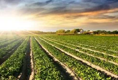 На Вінниччині створили Програму розвитку аграрного сектору на 2023-2025 роки