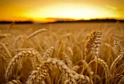 USDA збільшило прогноз пропозиції та споживання пшениці