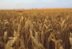 В Індії не вистачає пшениці - будуть купувати нашу