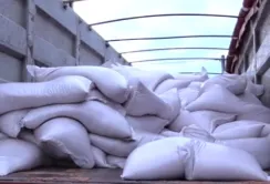 Аграрії Дніпропетровщини отримали від ООН насіння елітної сортової озимої пшениці