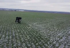 Пшениця на Кіровоградщині – збиткова культура