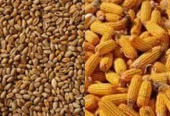 Кукурудза лідирує в експорті агропродукції