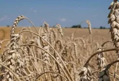 Пшениця поступово дорожчає через обмежену пропозицію