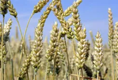 Зі 340 зареєстрованих сортів озимої пшениці працює лише 35%