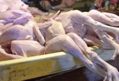 Україна заборонила ввіз птиці з Болгарії та Угорщини