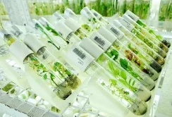 EFSA опублікував додаткові рекомендації по оцінці ГМО-рослин