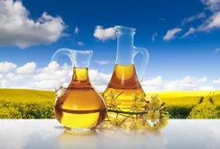 Експортери українського ріпаку опановують східні ринки
