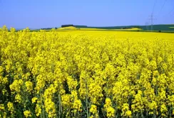 Agricom Group отримала $600/га ріпаку, застосувавши новий підхід