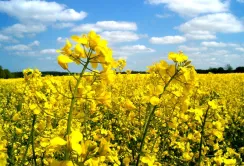 В Україні збільшаться посівні площі під житом і ріпаком