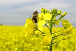 Втрати посівних площ озимого ріпаку можуть скласти від 20%