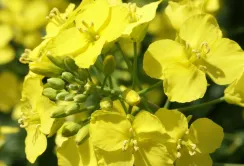 DuPont Pioneer запускає Програму пересіву озимого ріпаку
