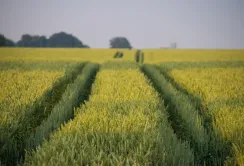 Україну з бідності може вивести земельна реформа