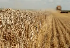 Аналітики прогнозують рекордні ціни на продовольчу пшеницю