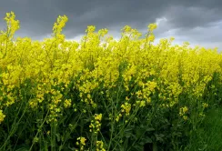 Агролайфхак: як підвищити зимостійкість озимого ріпаку