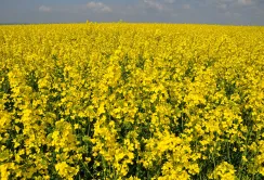 Ріпаку зібрали менше, ніж в минулому році