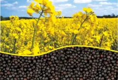 За першу половину 2022/2023 МР Україна експортувала рекордну кількість ріпаку