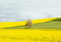 Ціни на ріпак пішли вгору