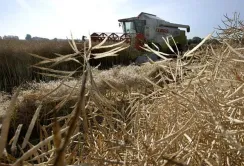 В Україні закінчили збирати ріпак