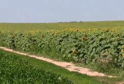 На Рівненщині влада відмовляється виділити селянам паї попри рішення суду