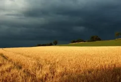 Турецька делегація вирушить до росії обговорювати український експорт