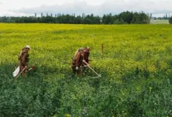 Розміновувати поля буде кому – в Україні збільшиться кількість операторів протимінної діяльності