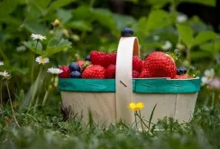 На розвиток садів і теплиць виплачено ще 20 млн грн