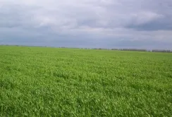 Початок травня був сприятливий для зернових культур, – Укргідрометеоцентр