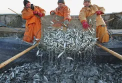 Рибні ресурси Азовського моря практично знищено, — Асоціація рибалок