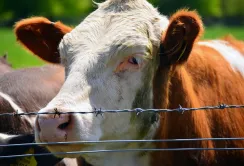 Недофінансування програм контролю захворювань стримує експорт продуктів тваринництва
