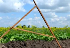 На Сумщині державне підприємство здало в оренду 6067 га землі, призначеної для наукової діяльності