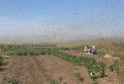 На росії сарана нищить посіви та атакує аеродроми