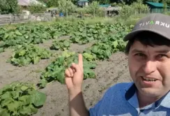 Воно проросло — обпалене, обпечене, але ось вони, сходи, —  Сергій Авраменко