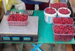 Сезон збирання ремонтантної малини розпочався в липні
