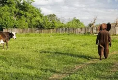 Лайфхаки тижня: підзаробіток для фермерів і стійкі до АЧС свині
