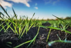Площі під озимими культурами скоротилися на 40%