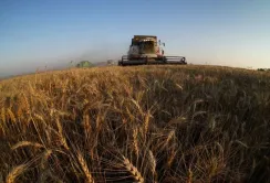 Від проєкту Grain from Ukraine найбільше виграють малі й середні сільгоспвиробники, — Дмитро Соломчук