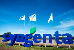 Syngenta розшила лінійку зернових чотирма новинками
