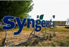 Syngenta законтрактувала 317 тис. т сільгосппродукції в Україні