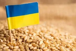 Система визначення походження зерна запрацює через два місяці
