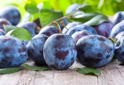 Сливи на 10% дешевші. Наближається пік сезону