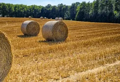 5 млн. т соняшнику і 40 млн. т зерна – жнива тривають